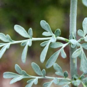 Photographie n°760832 du taxon Ruta chalepensis L. [1767]