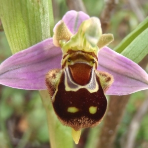 Photographie n°760873 du taxon Ophrys apifera Huds. [1762]