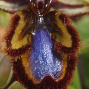 Photographie n°760875 du taxon Ophrys speculum Link [1799]