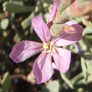 Photographie n°760893 du taxon Limoniastrum monopetalum (L.) Boiss. [1848]