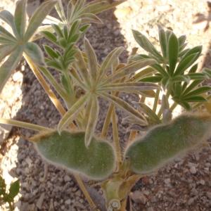 Photographie n°760898 du taxon Lupinus micranthus Guss. [1828]