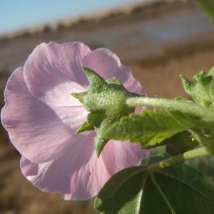 Photographie n°760902 du taxon Lavatera triloba Sebast. & Mauri [1818]