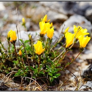 Photographie n°761079 du taxon Linum campanulatum L.