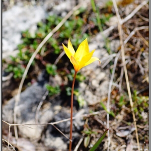 Photographie n°761080 du taxon Tulipa sylvestris subsp. australis (Link) Pamp.