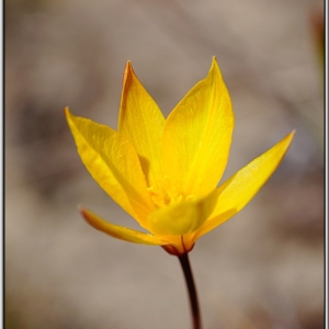 Photographie n°761081 du taxon Tulipa sylvestris subsp. australis (Link) Pamp.