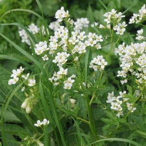 Photographie n°761131 du taxon Cardamine amara L.