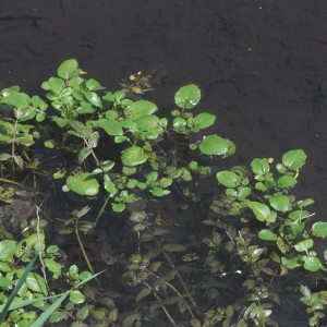 Photographie n°761141 du taxon Nasturtium officinale R.Br. [1812]