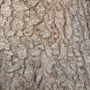 Photographie n°761291 du taxon Casuarina equisetifolia auct.