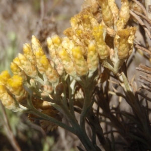 Photographie n°761295 du taxon Helichrysum italicum (Roth) G.Don [1830]