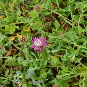 Photographie n°761298 du taxon Centaurea sphaerocephala L. [1753]