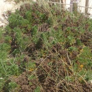 Photographie n°761304 du taxon Artemisia crithmifolia L. [1753]