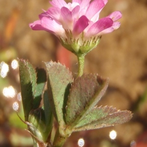 Photographie n°761369 du taxon Trifolium resupinatum L. [1753]
