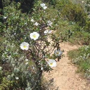 Photographie n°761485 du taxon Cistus palhinhae Ingram [1943]