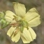  Genevieve Botti - Tuberaria guttata (L.) Fourr. [1868]