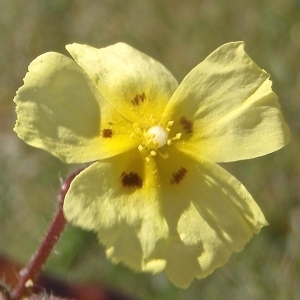 Photographie n°761503 du taxon Tuberaria guttata (L.) Fourr. [1868]
