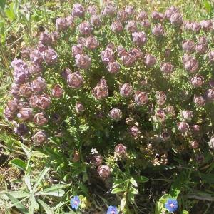 Photographie n°761537 du taxon Thymus camphoratus Hoffmanns. & Link [1813]