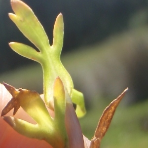 Photographie n°761553 du taxon Cotula coronopifolia L. [1753]