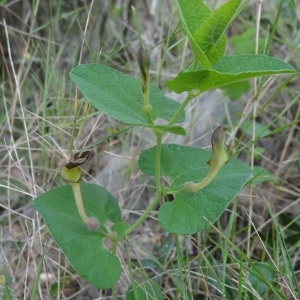 Photographie n°761592 du taxon Aristolochia pistolochia L.