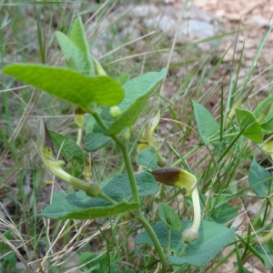 Photographie n°761593 du taxon Aristolochia pistolochia L.