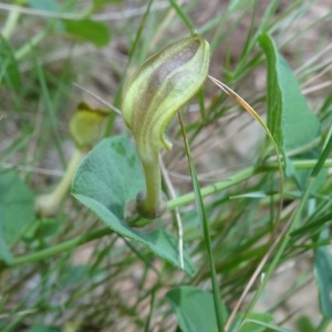 Photographie n°761595 du taxon Aristolochia pistolochia L.