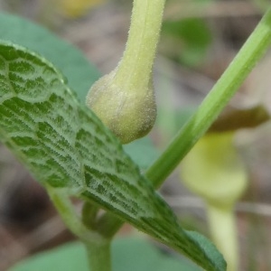 Photographie n°761596 du taxon Aristolochia pistolochia L.