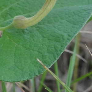 Photographie n°761597 du taxon Aristolochia pistolochia L.