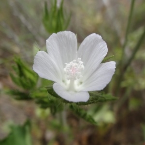 Photographie n°761598 du taxon Malva setigera Spenn. [1829]