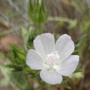 Photographie n°761599 du taxon Malva setigera Spenn. [1829]