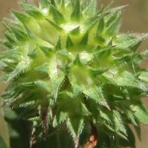 Photographie n°761613 du taxon Trifolium pratense var. maritimum Zabel [1859]