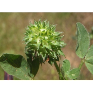 Trifolium pratense subsp. pratense var. maritimum Zabel (Trèfle maritime)