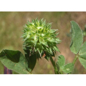 Trifolium pratense var. villosum sensu P.Fourn. (Trèfle maritime)