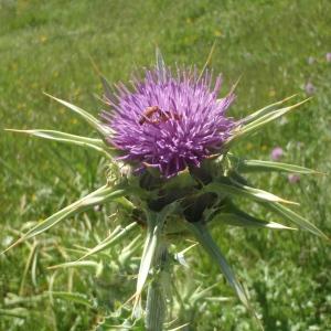 Photographie n°761617 du taxon Silybum marianum (L.) Gaertn. [1791]