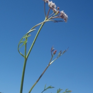 Photographie n°761624 du taxon Oenanthe globulosa L. [1753]