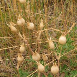 Photographie n°761687 du taxon Silene conica L. [1753]