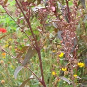 Photographie n°761688 du taxon Atriplex hortensis L. [1753]