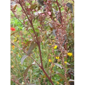 Atriplex microtheca Moq. (Arroche des jardins)