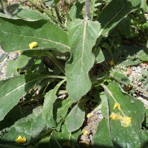 Photographie n°761757 du taxon Verbascum boerhavii L. [1767]