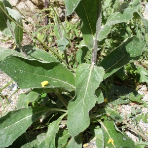 Photographie n°761758 du taxon Verbascum boerhavii L. [1767]