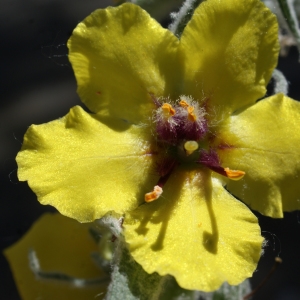 Photographie n°761760 du taxon Verbascum boerhavii L. [1767]