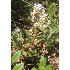 Reseda sp.