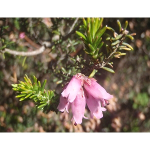 Erica australis L.