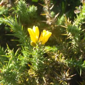 Photographie n°761776 du taxon Ulex minor Roth [1797]