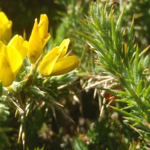 Photographie n°761777 du taxon Ulex minor Roth [1797]