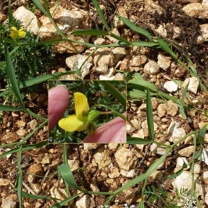 Photographie n°761808 du taxon Lathyrus annuus L. [1753]