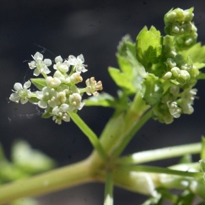 Photographie n°761818 du taxon Apium nodiflorum (L.) Lag. [1821]