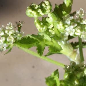 Photographie n°761821 du taxon Apium nodiflorum (L.) Lag. [1821]