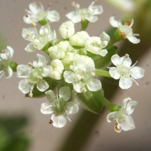 Photographie n°761822 du taxon Apium nodiflorum (L.) Lag. [1821]