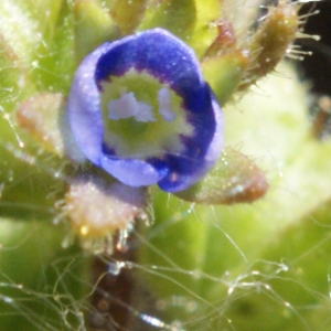 Photographie n°761846 du taxon Veronica arvensis L. [1753]