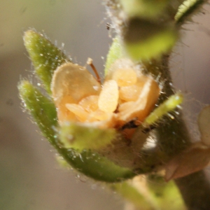 Photographie n°761850 du taxon Veronica arvensis L. [1753]