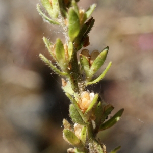 Photographie n°761852 du taxon Veronica arvensis L. [1753]